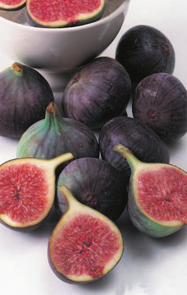 Ficus carica 'Brown Turkey' (40-50 cm) - Echte Feige