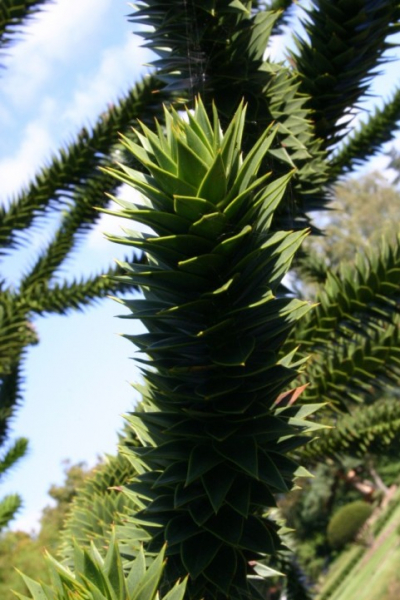 Chilenische Araukarie