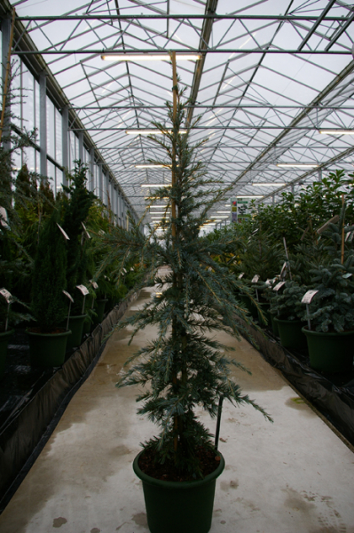 Cedrus deodara 'Karl Fuchs' (150-175cm)