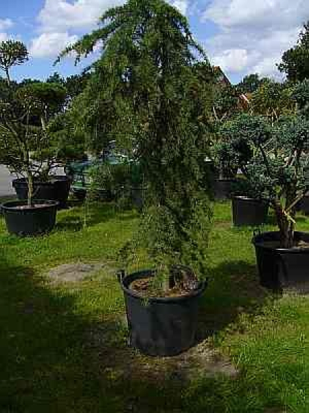 Cedrus deodara 'Pendula' (200-220cm)