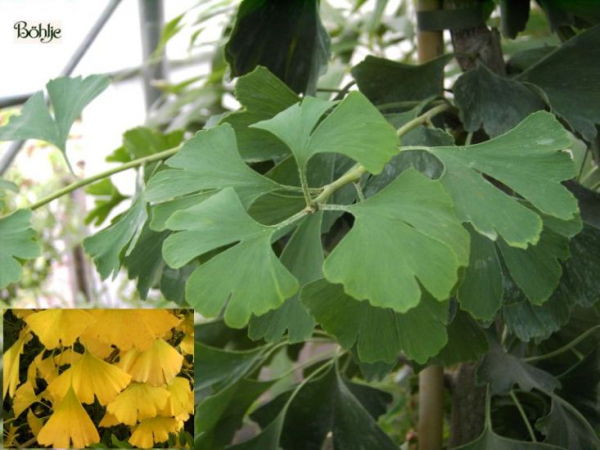 Ginkgo biloba (300 - 350cm)
