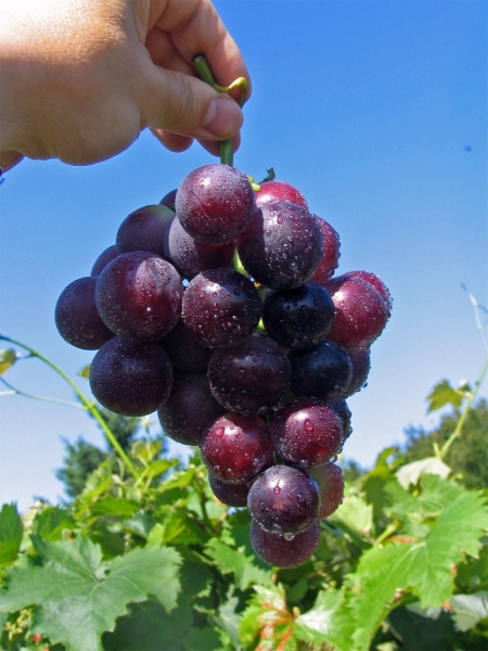vitis vinifera kyoho