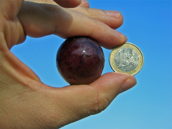 vitis vinifera kyoho
