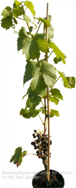 pflaumentraube