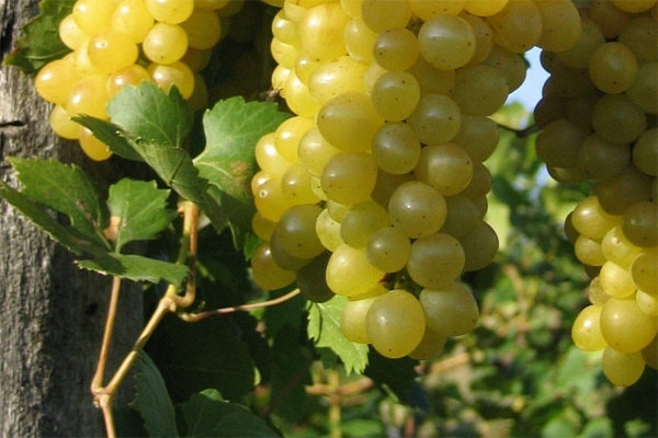 vitis vinifera primus