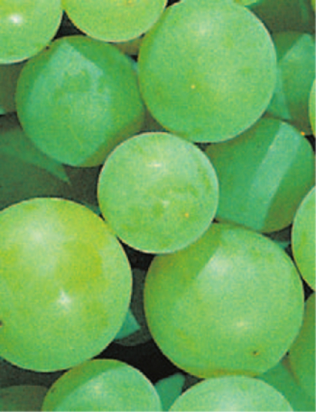 vitis vinifera perle von zala