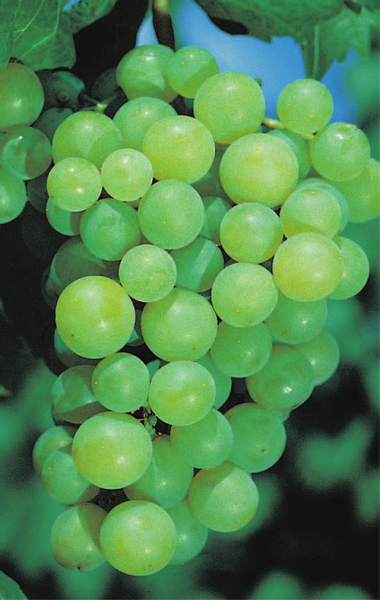 vitis vinifera perle von zala