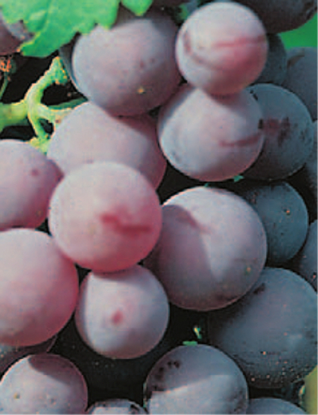 vitis vinifera roter gutedel