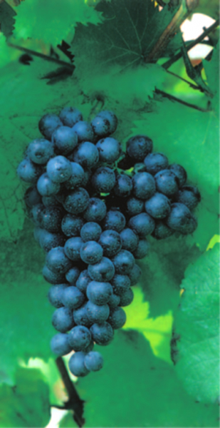 vitis blaue Paradiestraube