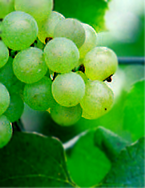 vitis vinifera bianca