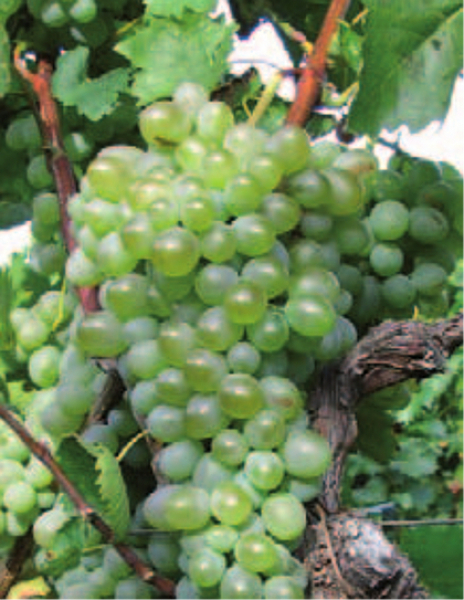 vitis vinifera dea
