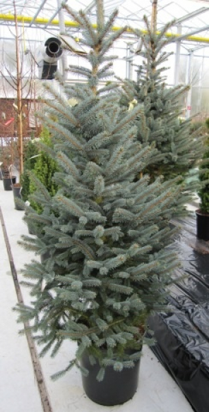 Picea pungens 'Fat Albert' (150-175cm)