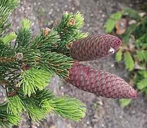 Zapfen Picea pungens Lucky Strike