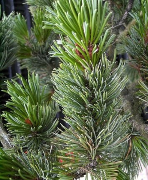 Pinus aristata