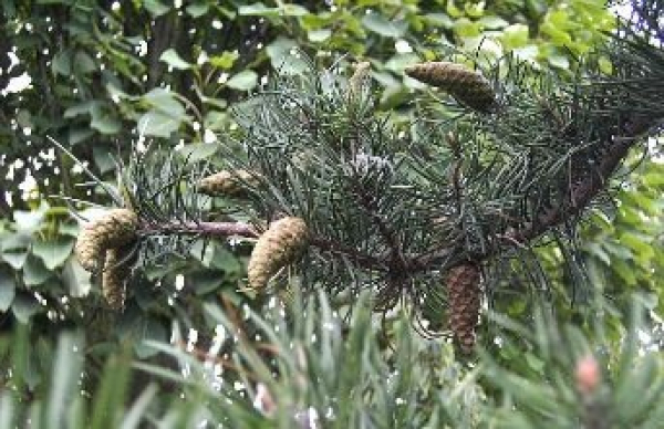 Pinus banksiana