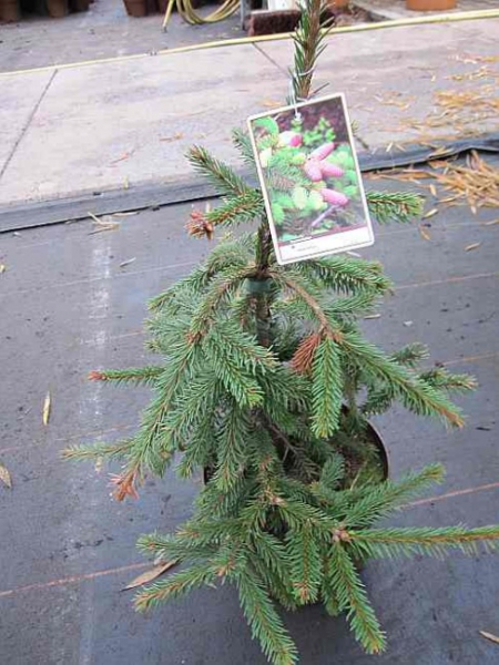 Picea abies acrocona