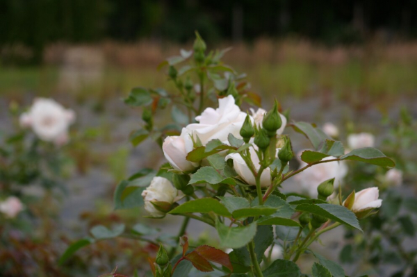 Beetrose Aspirin Rose® weiß