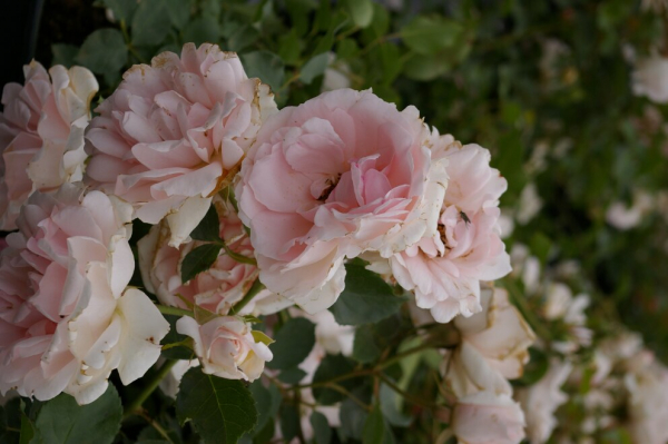 Beetrose Ballade® - hellrosa - Duft+ - Tantau Rose