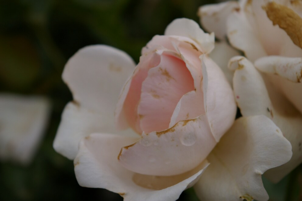 Beetrose Ballade® - hellrosa - Duft+ - Tantau Rose