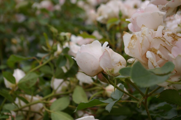 Beetrose Ballade® - hellrosa - Duft+ - Tantau Rose