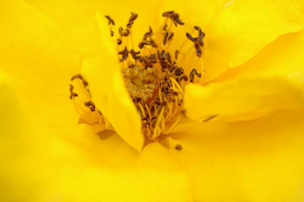 Beetrose Goldquelle® goldgelb Duft++