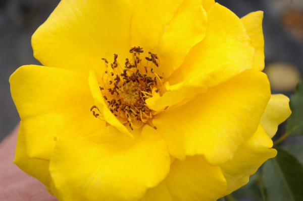 Beetrose Goldquelle® goldgelb Duft++