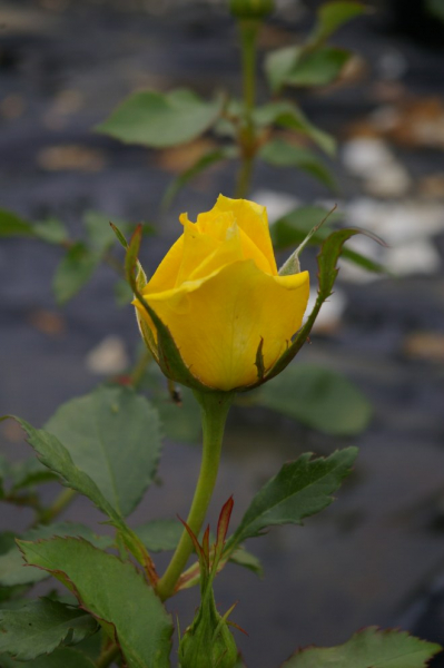 Beetrose Goldquelle® goldgelb Duft++