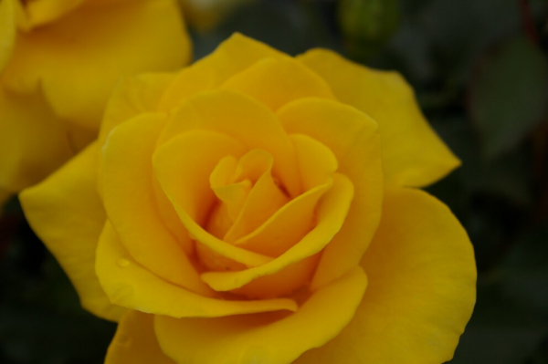 Beetrose Goldquelle® goldgelb Duft++