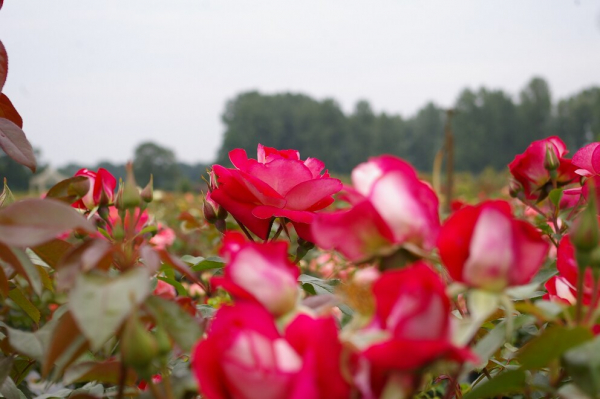 Beetrose Heimatmelodie ® rosaweiß - Duft+ - Tantau Rose