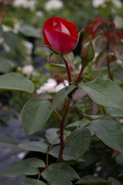 Beetrose Heimatmelodie ® rosaweiß - Duft+ - Tantau Rose