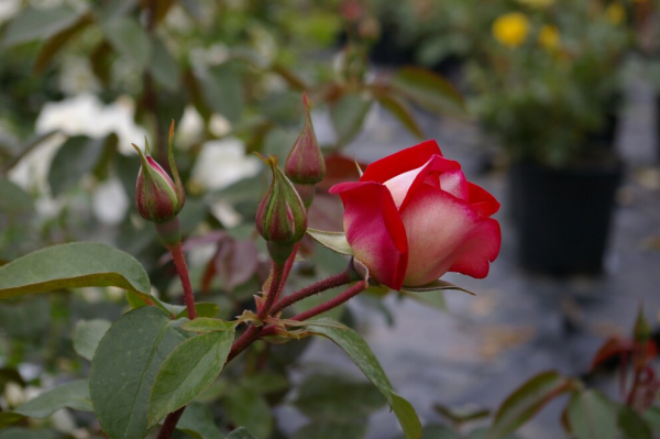 Beetrose Heimatmelodie ® rosaweiß - Duft+ - Tantau Rose
