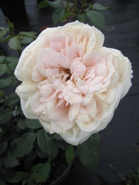 Beetrose Märchenrose Lions Rose cremeweiß Duft+ 60cm