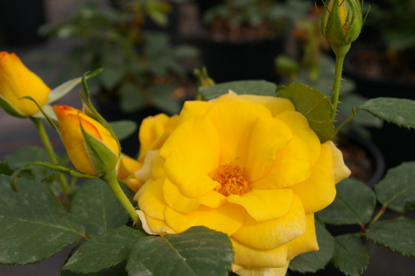 Beetrose Rosa Mellgold® gelb 50cm