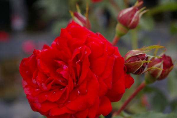 Beetrose Nina Weibull® - blutrot - gefüllt - reichblühend - öfterblühend - Duft+