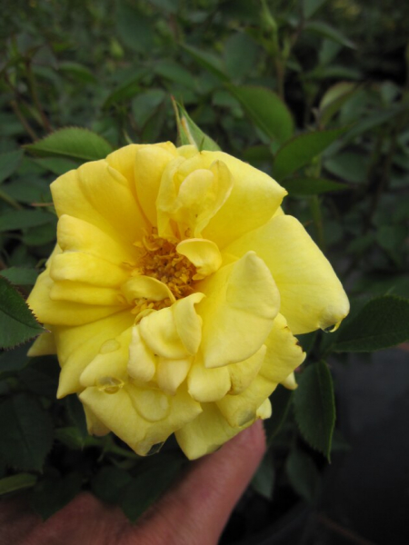Beetrose Rise 'n Shine® goldgelb 40cm