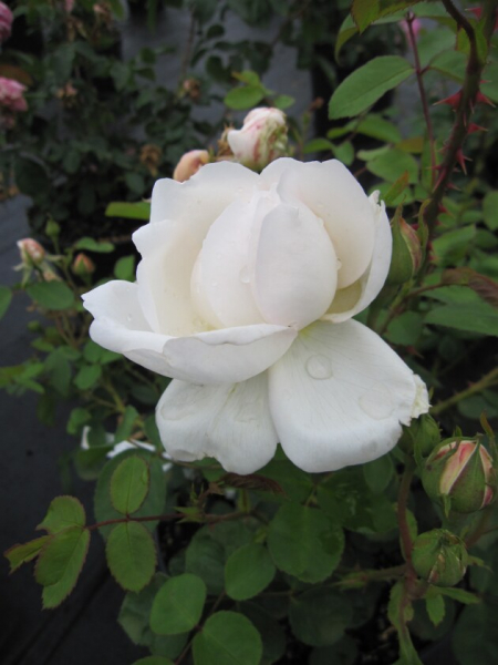 Englische Rose Glamis Castle® weiß Duft+++ 50cm