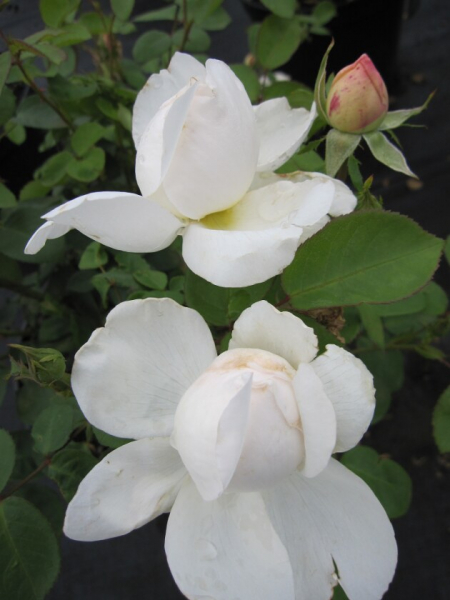 Englische Rose Glamis Castle® weiß Duft+++ 50cm