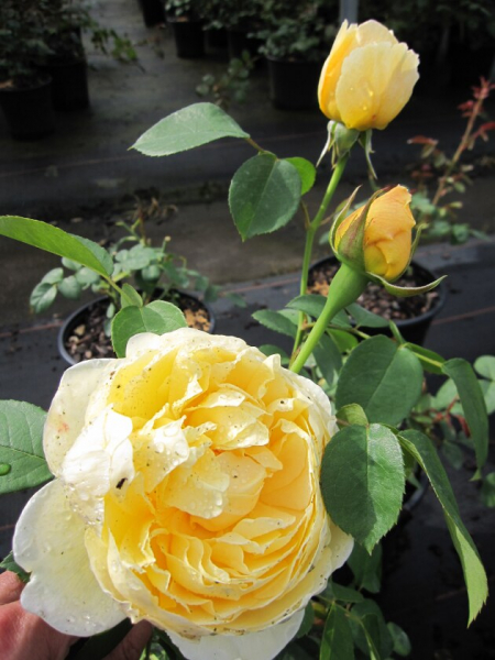 Englische Rose The Pilgrim® Auswalker® - Austin Rose - gelb Duft+++ 50cm