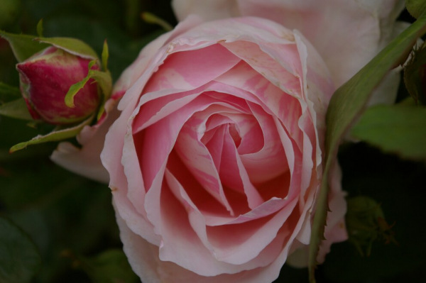 Kletterrose Rose Billet doux® rosa 50cm