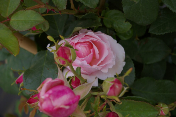 Kletterrose Rose Billet doux® rosa 50cm
