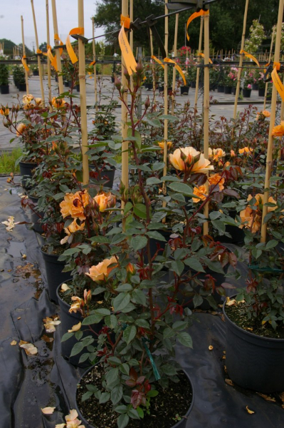 Kletterrose Bridge of Sighs