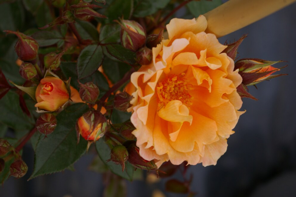 Kletterrose Bridge of Sighs
