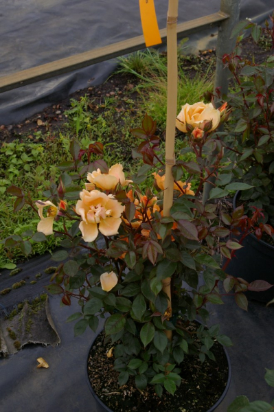 Kletterrose Bridge of Sighs