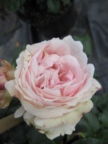 Kletterrose Nostalgierose Giardina