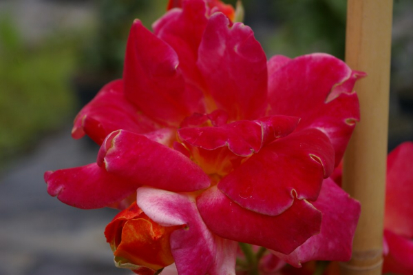 Kletterrose Joseph's Coat