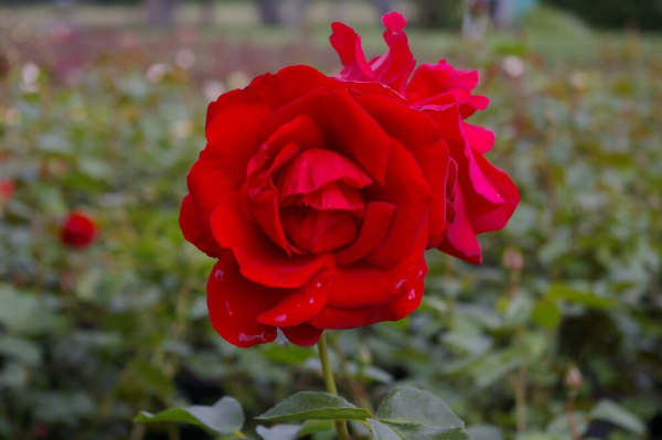 Kletterrose Rosa Mushimara