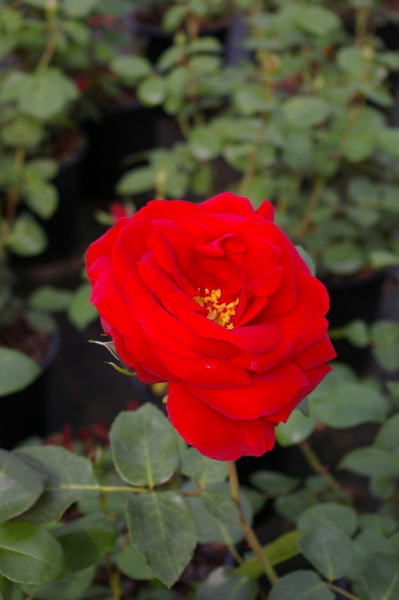 Kletterrose Rosa Mushimara