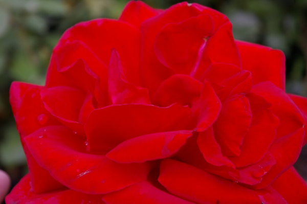 Kletterrose Rosa Mushimara