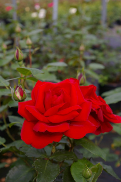 Kletterrose Rosa Mushimara