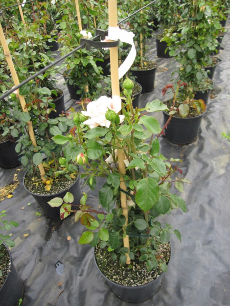Kletterrose Rosa Penny Lane® champagner Duft+ 50cm